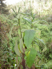 Aristeguietia glutinosa