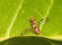Didacus ciliatus