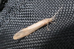 Oecetis ochracea
