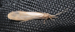 Oecetis ochracea