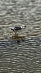 Egretta caerulea × thula