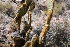 Opuntia chlorotica