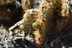 Opuntia chlorotica