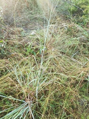 Andropogon capillipes