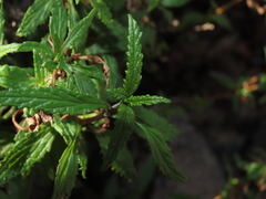 Calceolaria ascendens