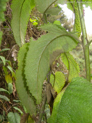 Aristeguietia glutinosa
