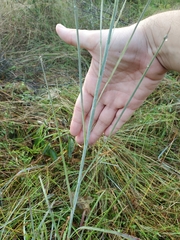 Andropogon capillipes