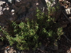 Calceolaria ascendens