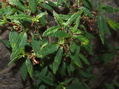 Calceolaria ascendens