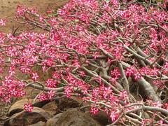 Adenium multiflorum