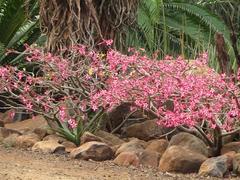 Adenium multiflorum