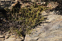 Crassula muscosa muscosa