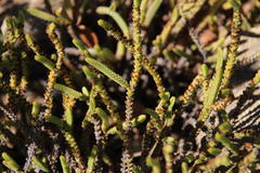 Crassula muscosa muscosa