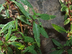 Calceolaria ascendens