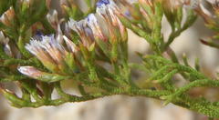 Limonium scabrum scabrum