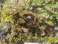 Limonium scabrum scabrum