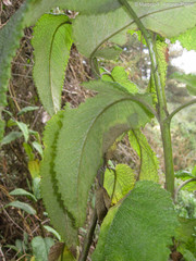 Aristeguietia glutinosa