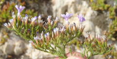 Limonium scabrum scabrum