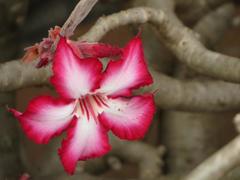 Adenium multiflorum