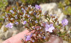 Limonium scabrum scabrum