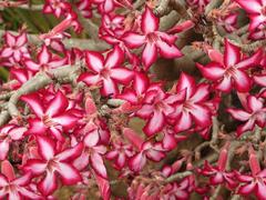 Adenium multiflorum