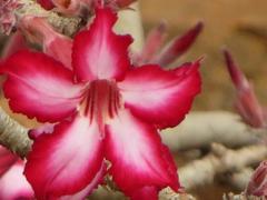 Adenium multiflorum