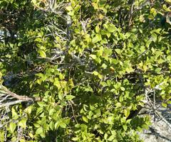 Cryptocarya wyliei