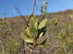 Monttea chilensis