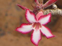 Adenium multiflorum