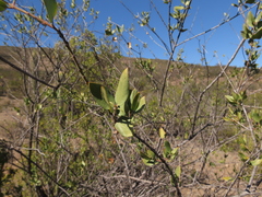 Monttea chilensis