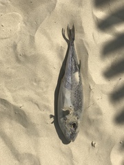 Lagocephalus sceleratus