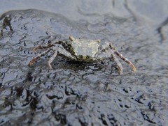 Grapsus tenuicrustatus