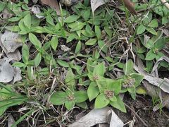 Richardia humistrata