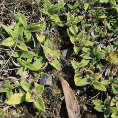 Richardia humistrata