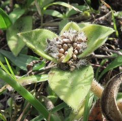 Richardia humistrata