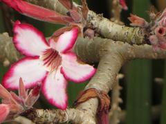 Adenium multiflorum