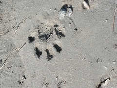 Spilogale gracilis