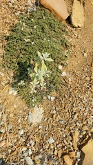 Eriogonum pendulum