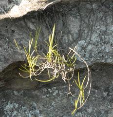 Tridactyle tridentata