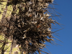 Tillandsia virescens