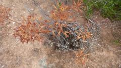 Tylecodon cacalioides