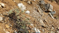 Eriogonum pendulum