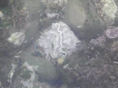 Lithophyllum incrustans