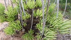 Tylecodon cacalioides