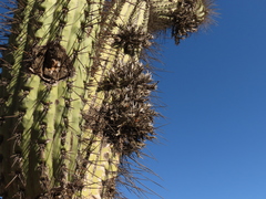 Tillandsia virescens