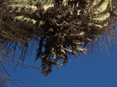 Tillandsia virescens