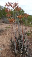 Tylecodon cacalioides