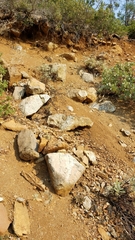 Eriogonum pendulum