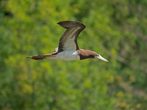 Brown Booby