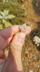 Eriogonum pendulum